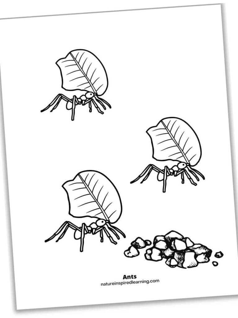 Realistic ant coloring pages