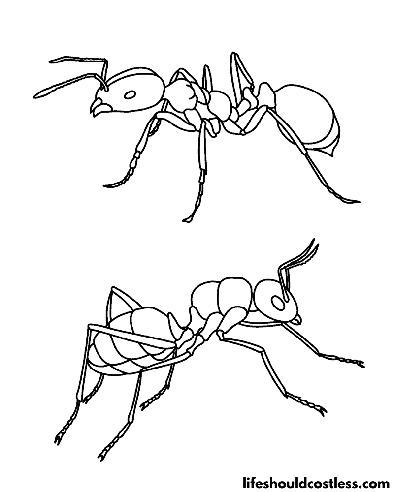 Ant coloring pages free printable pdf templates