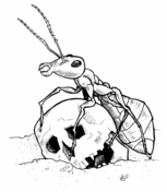 Ants coloring pages free coloring pages