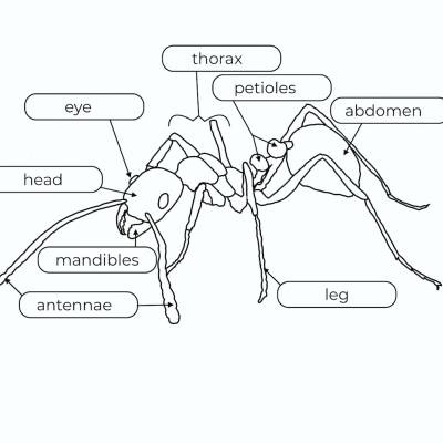 Learn about ants