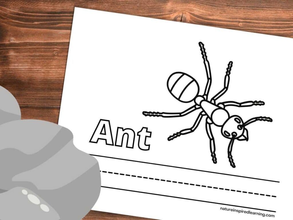 Realistic ant coloring pages