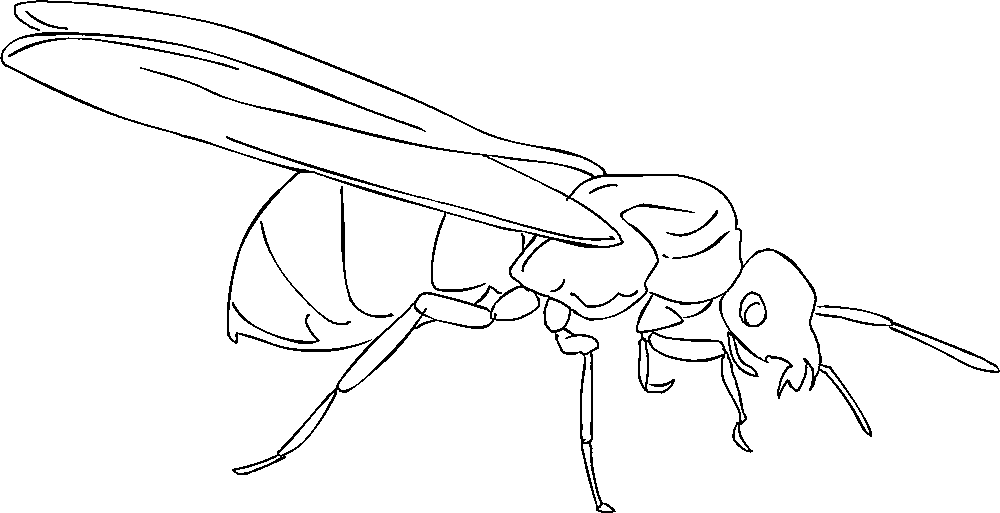 Free printable ant coloring pages for kids