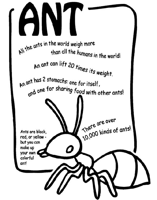 Bdid you knowb ulliall the ants in the world weigh more than all the humans in the world lilian ant can lift â ants ant crafts insects preschool