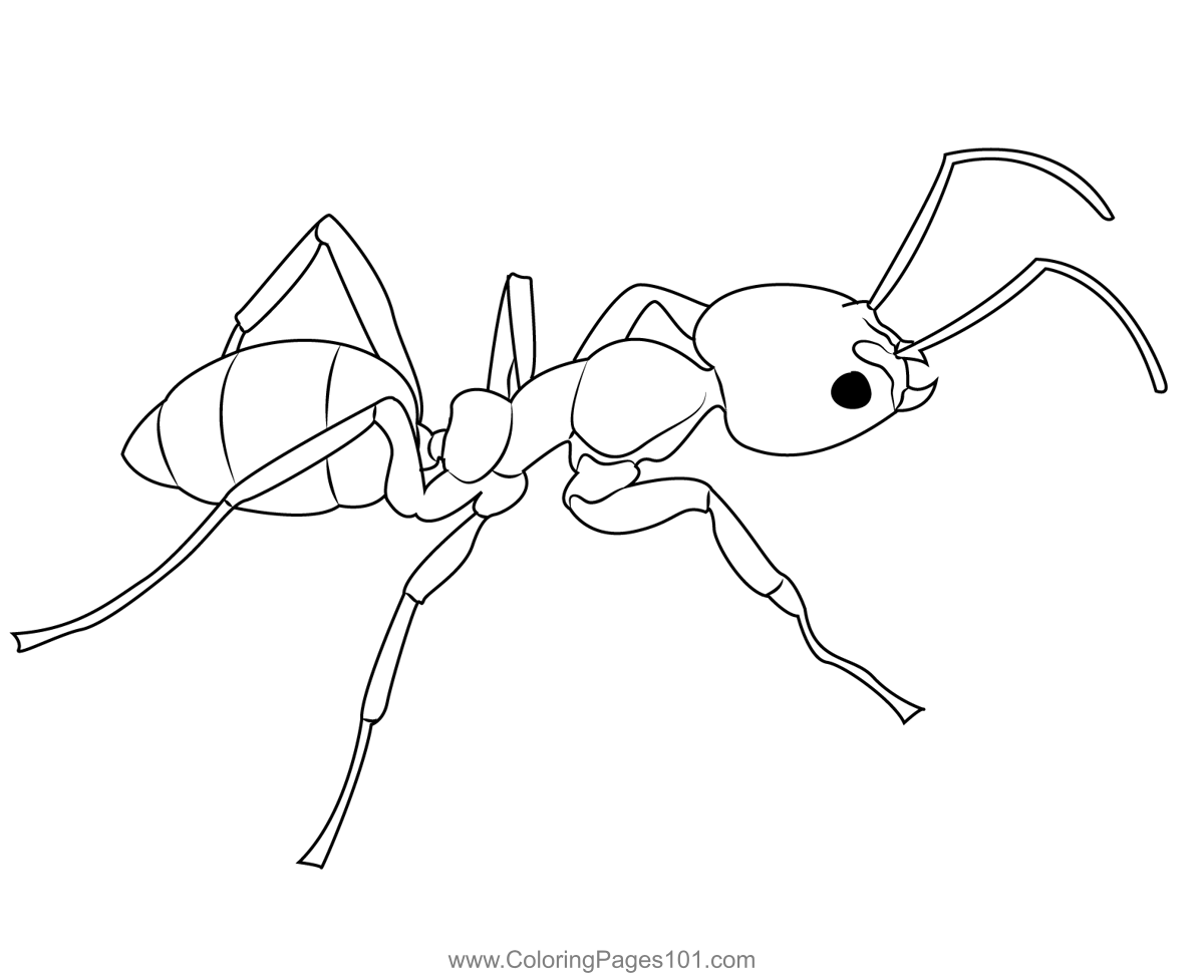 Argentine ant coloring page for kids