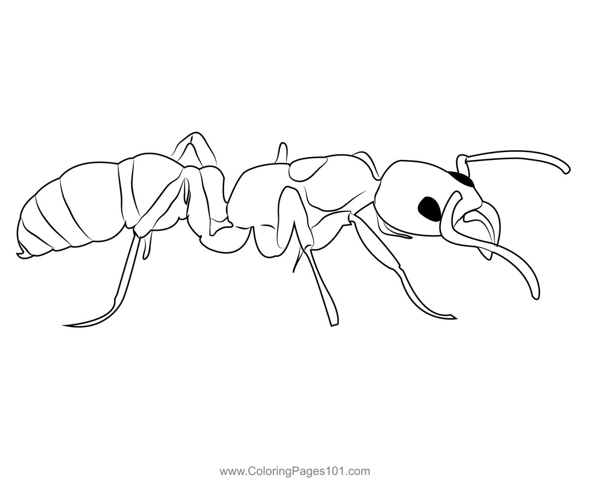 Marginata ant coloring page for kids