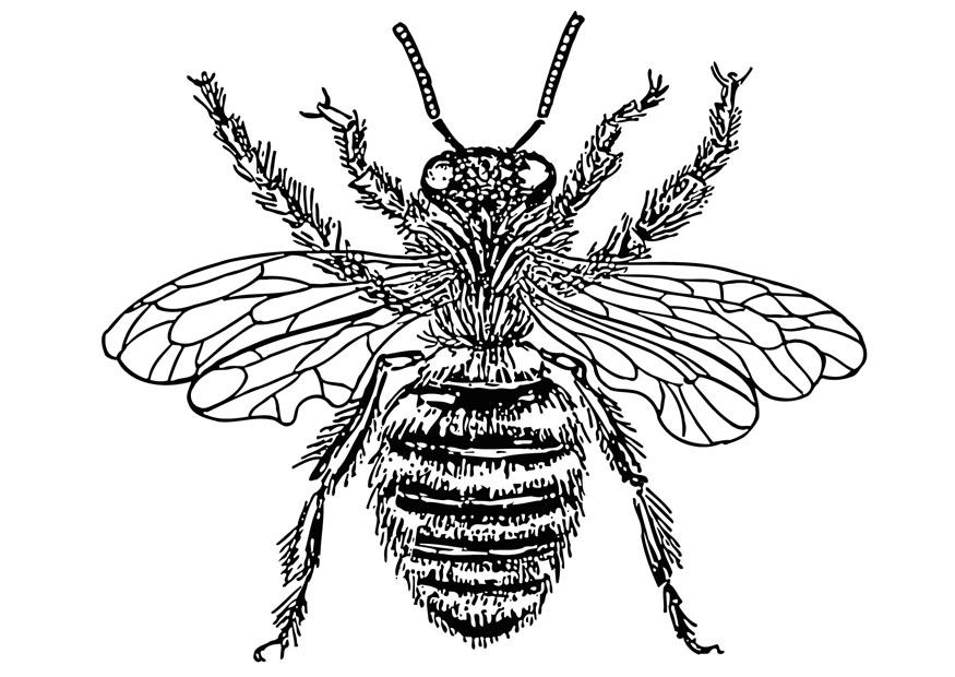 Coloring page queen bee