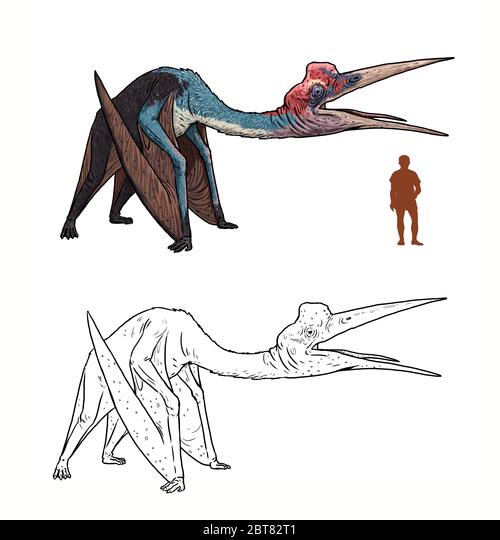 Prehistoric pterosaur quetzalcoatlus pared to human parison between dinosaur and human dino coloring page stock photo