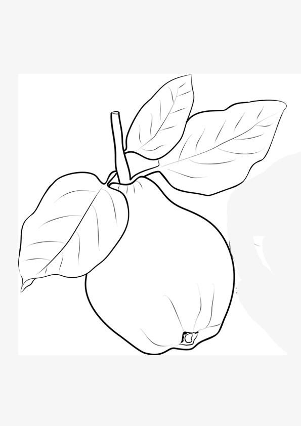 Coloring pages free printable quince fruit coloring sheet