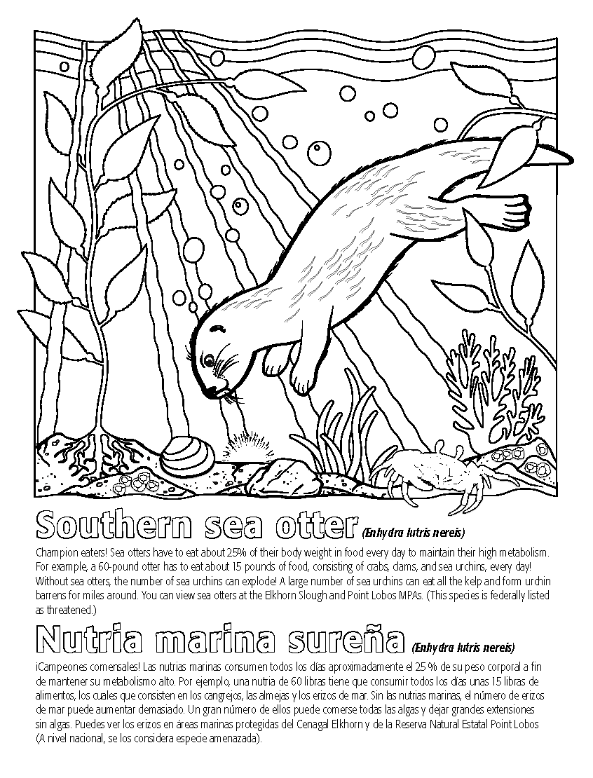 Bilingual coloring and activity books bring marine protected areas to life with augmented reality