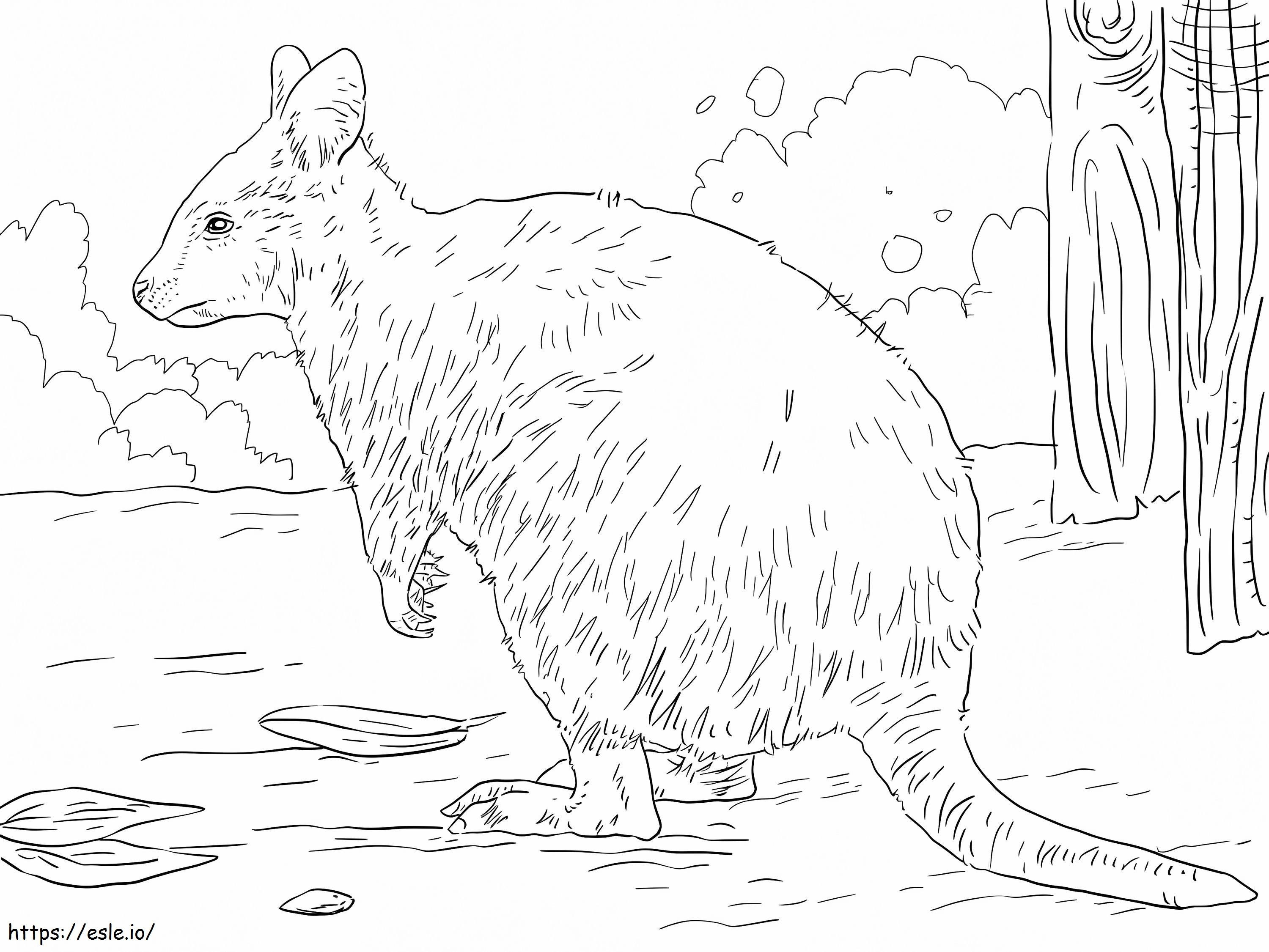 Australian quokka coloring page