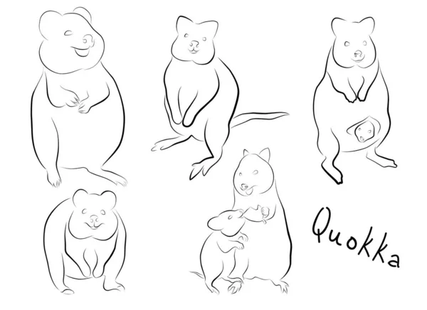 Quokka stock illustrations