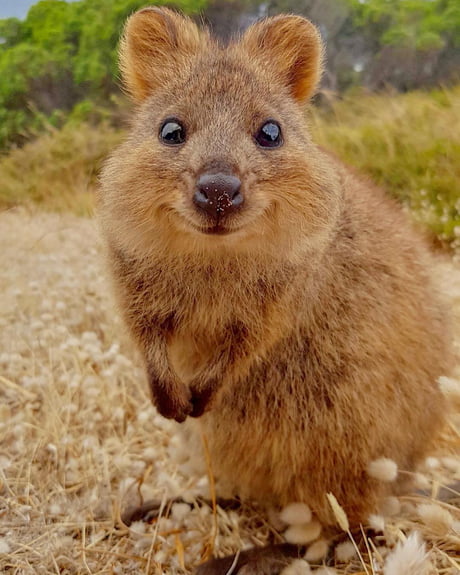 Download Free 100 + quokka pictures Wallpapers