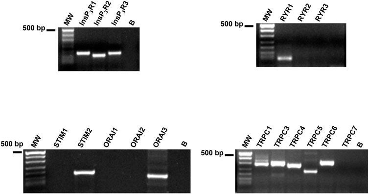 Frontiers histamine activates an intracellular ca signal in normal human lung fibroblast wi