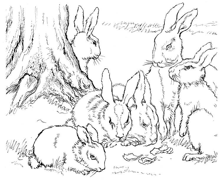 Free rabbit coloring pages