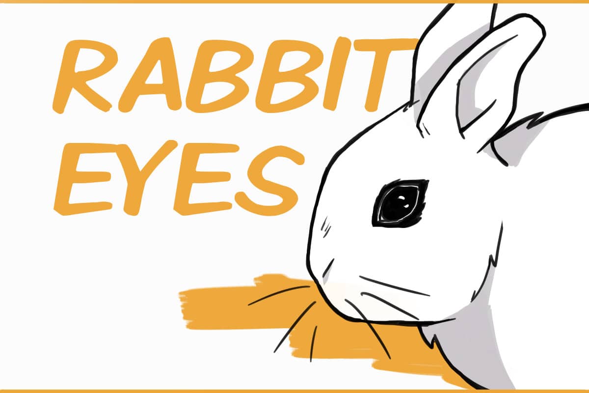 Fun facts about rabbit eyes and problems to look out for