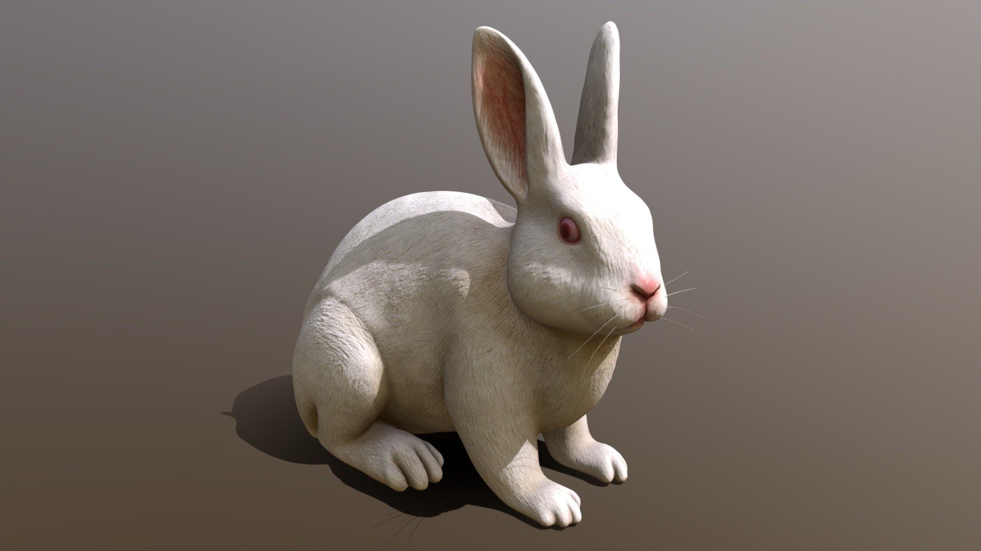 Rabbit