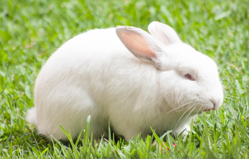 White rabbit pictures download free images on