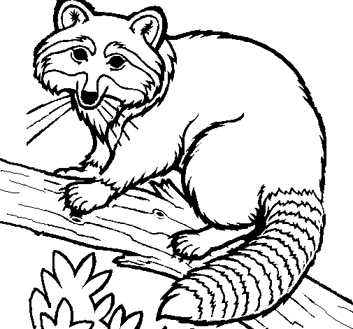 Raccoon coloring page