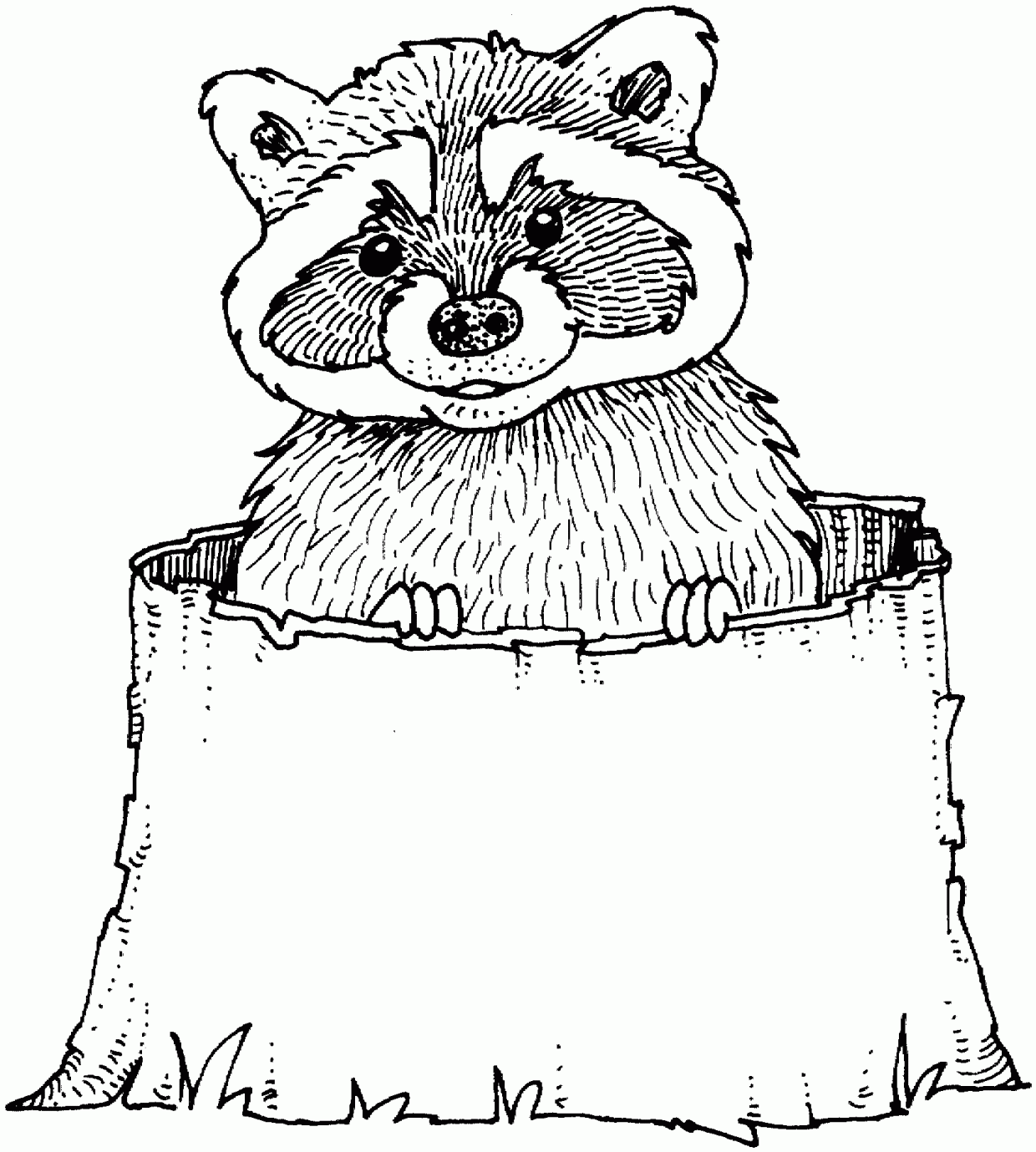 Enjoy free and printable raccoon coloring pages on