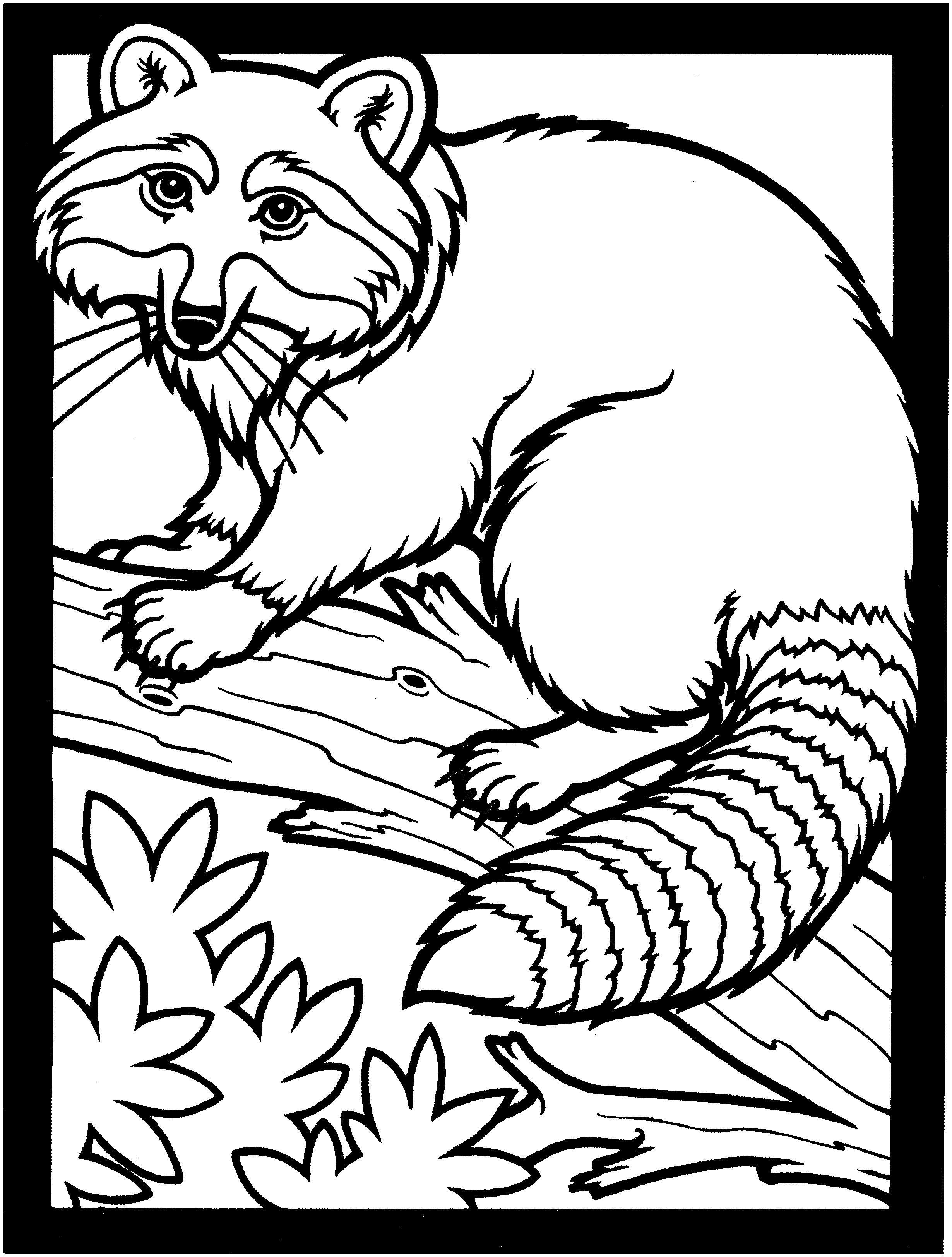 Free raccoon coloring pages