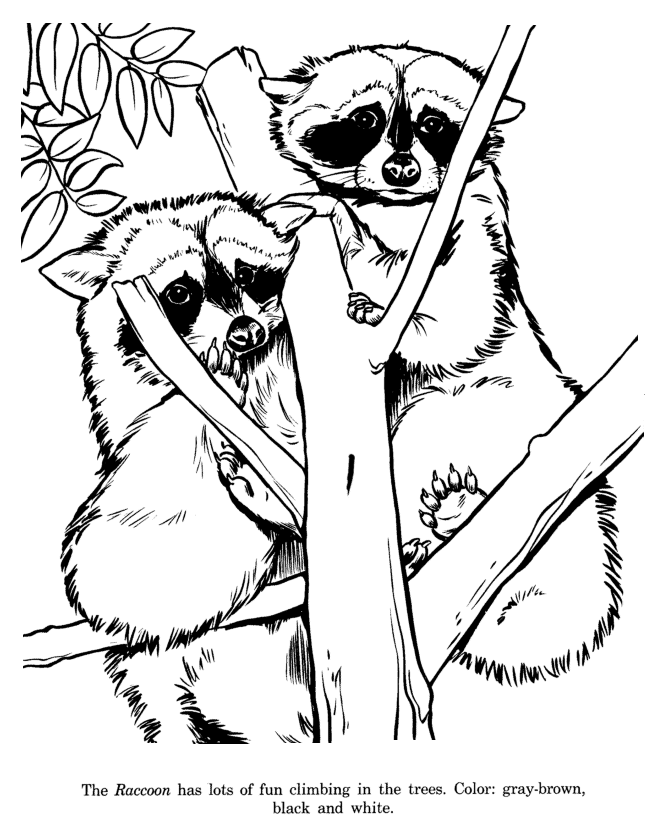 Animal drawings coloring pages raccoon animal identification drawing and coloring pages