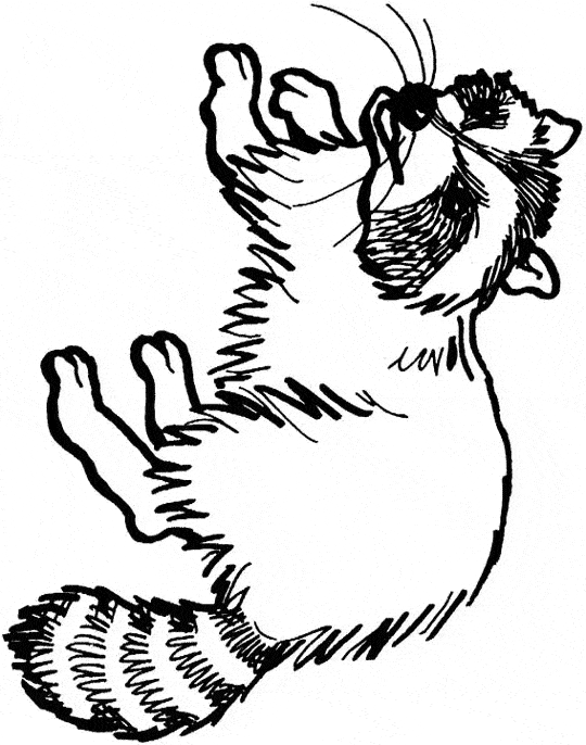 Raccoon coloring page