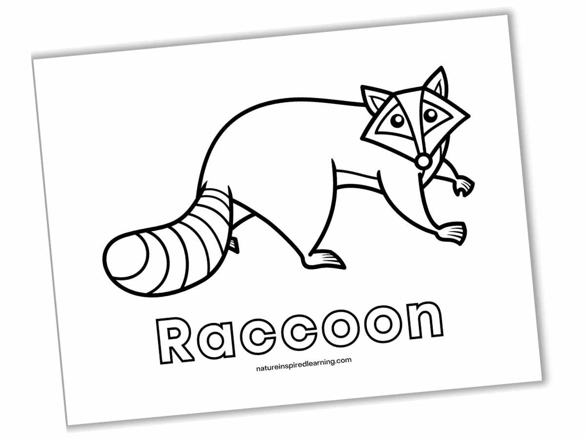 Raccoon coloring pages