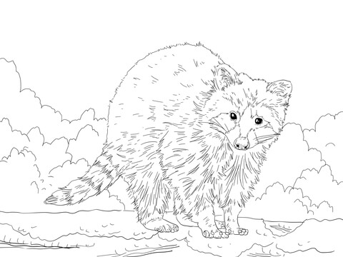 Cute raccoon coloring page free printable coloring pages