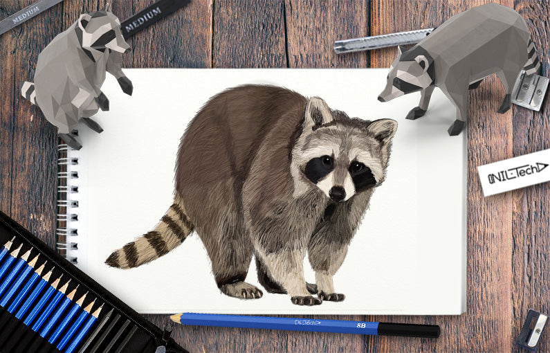 How to draw a raccoon nil tech