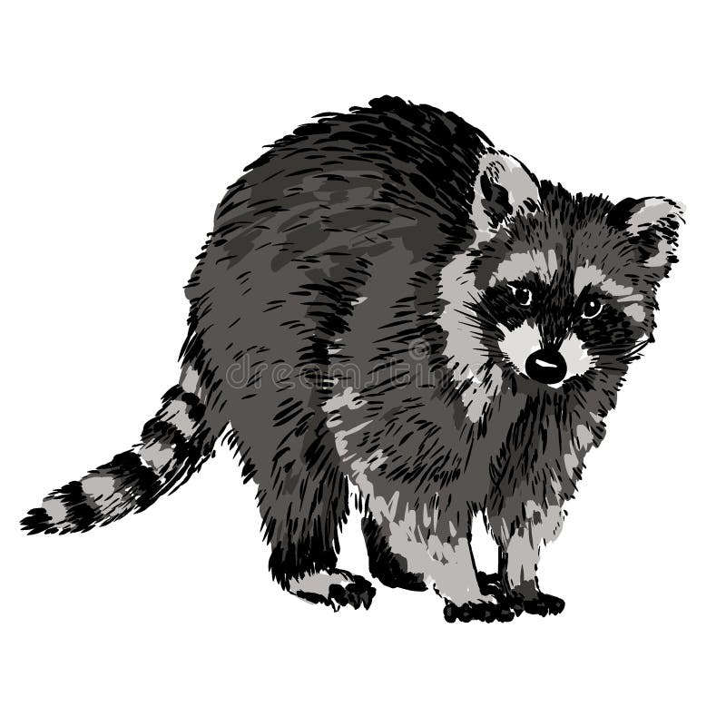 Realistic raccoon stock illustrations â realistic raccoon stock illustrations vectors clipart