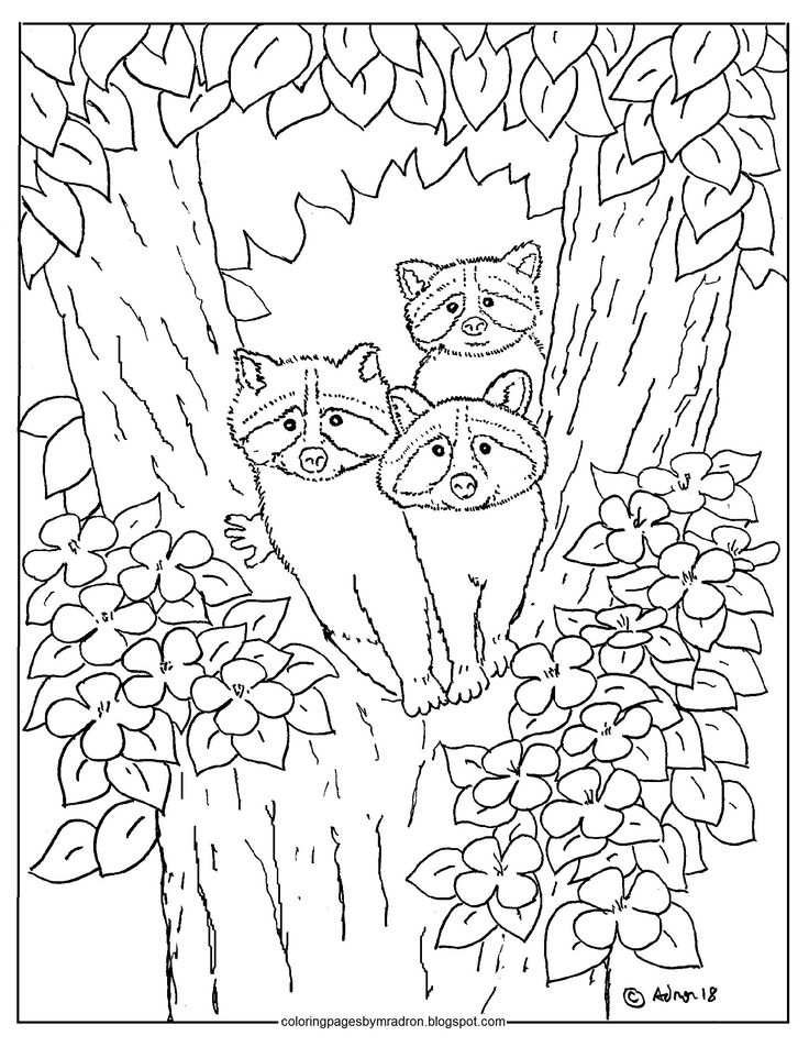 Printable baby raccoons in a tree hundreds more at my blog httpscoloringpagesbymradronblogspot tree coloring page free coloring pages coloring pages