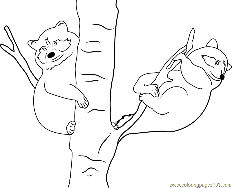 Raccoon babies on tree coloring page for kids