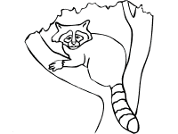 Raccoon coloring pages and printable activities