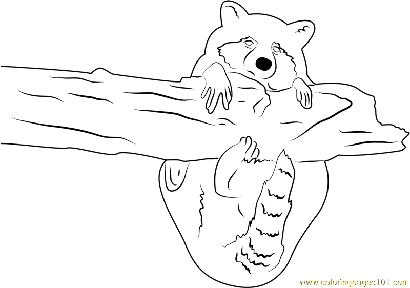 Raccoon hug a tree coloring page for kids