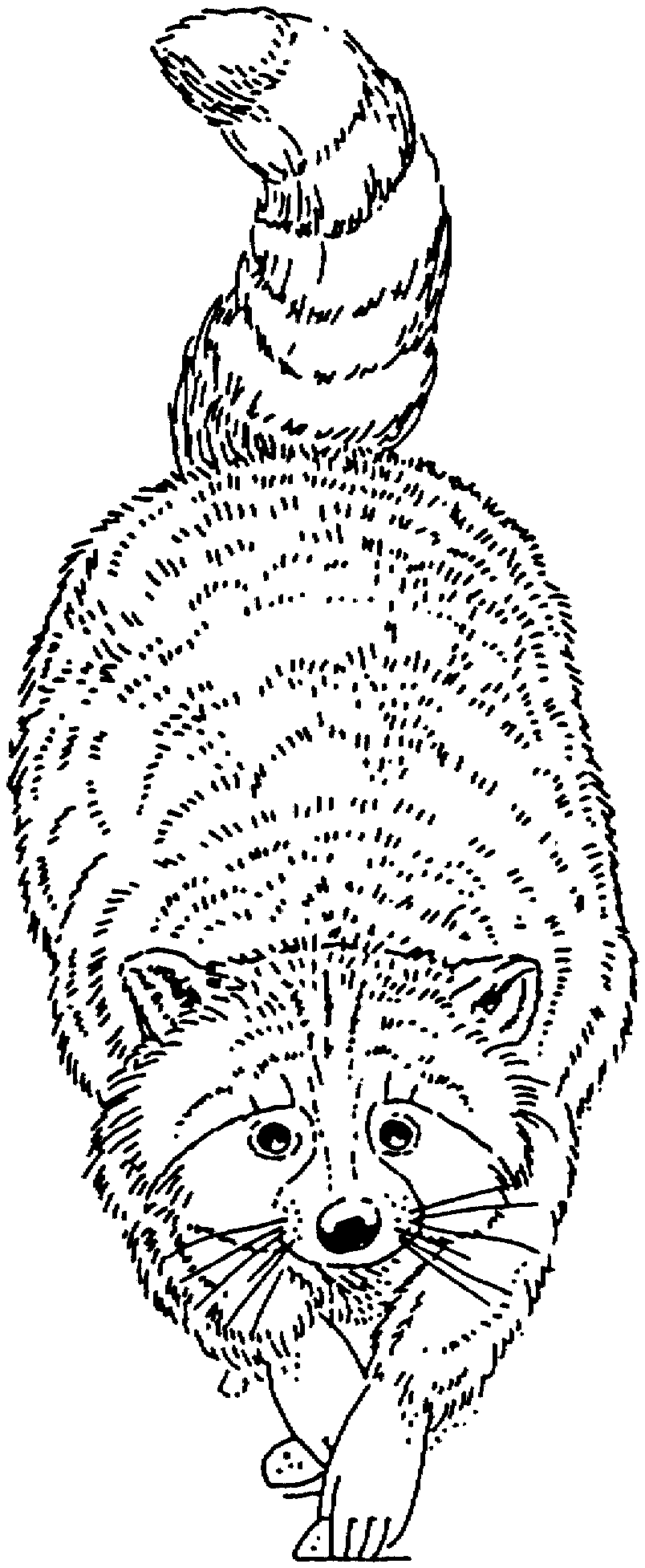 Free raccoon coloring pages