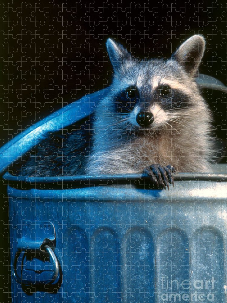 Raccoon in garbage can jigsaw puzzle by steve maslowski