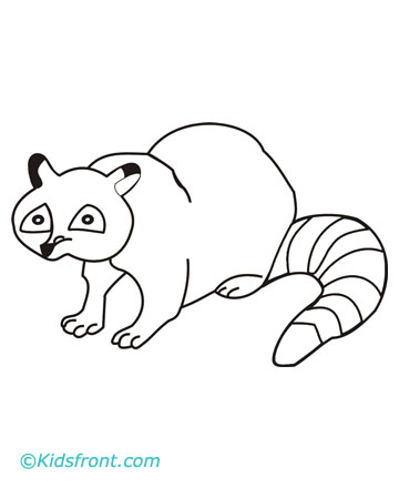 Raccoon coloring pages printable
