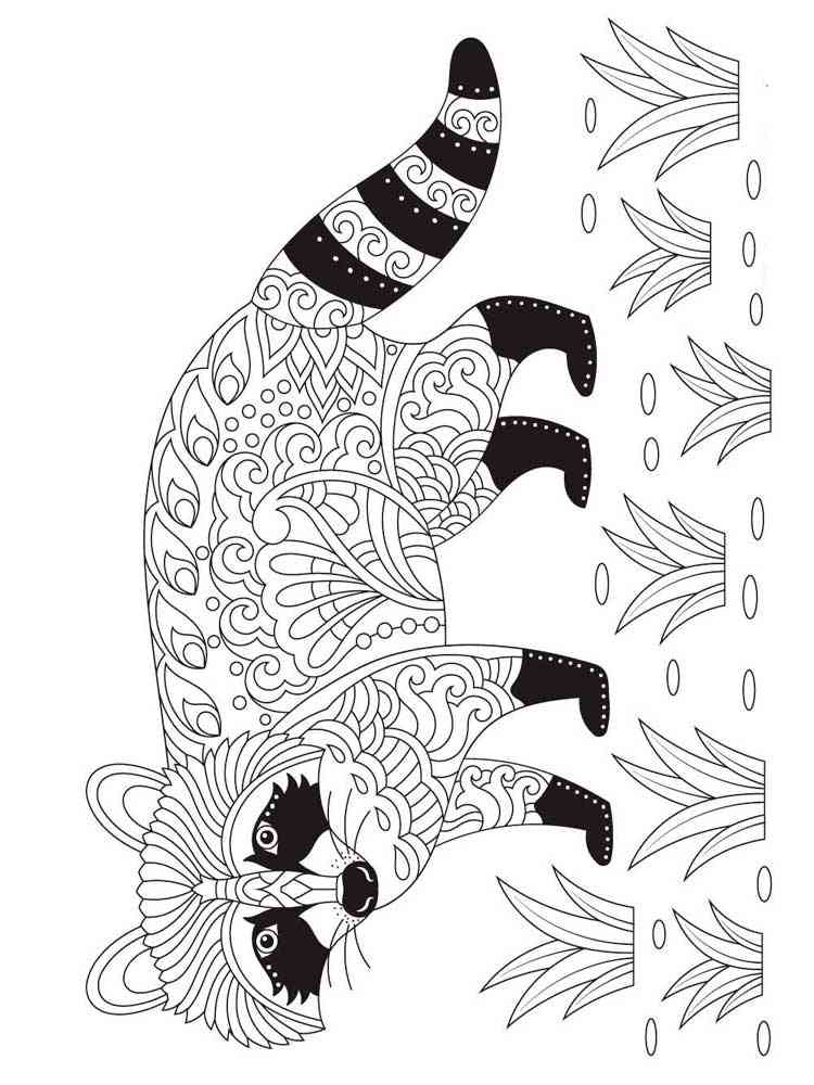 Raccoon coloring pages for adults