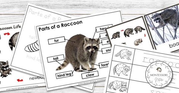 Raccoon life cycle and parts of a raccoon printable