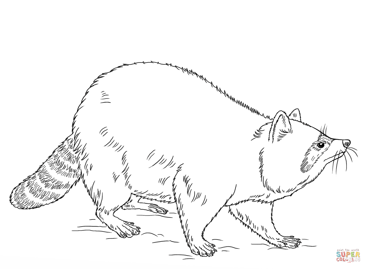 Raccoon coloring page free printable coloring pages