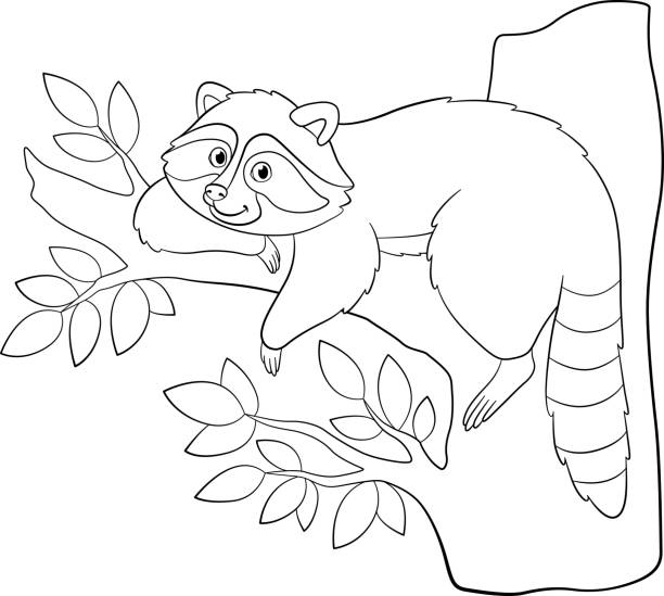 Coloring book raccoon stock illustrations royalty