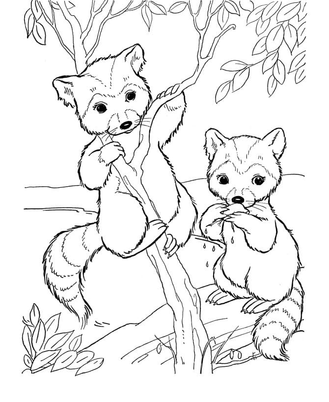 Cute raccoons coloring page