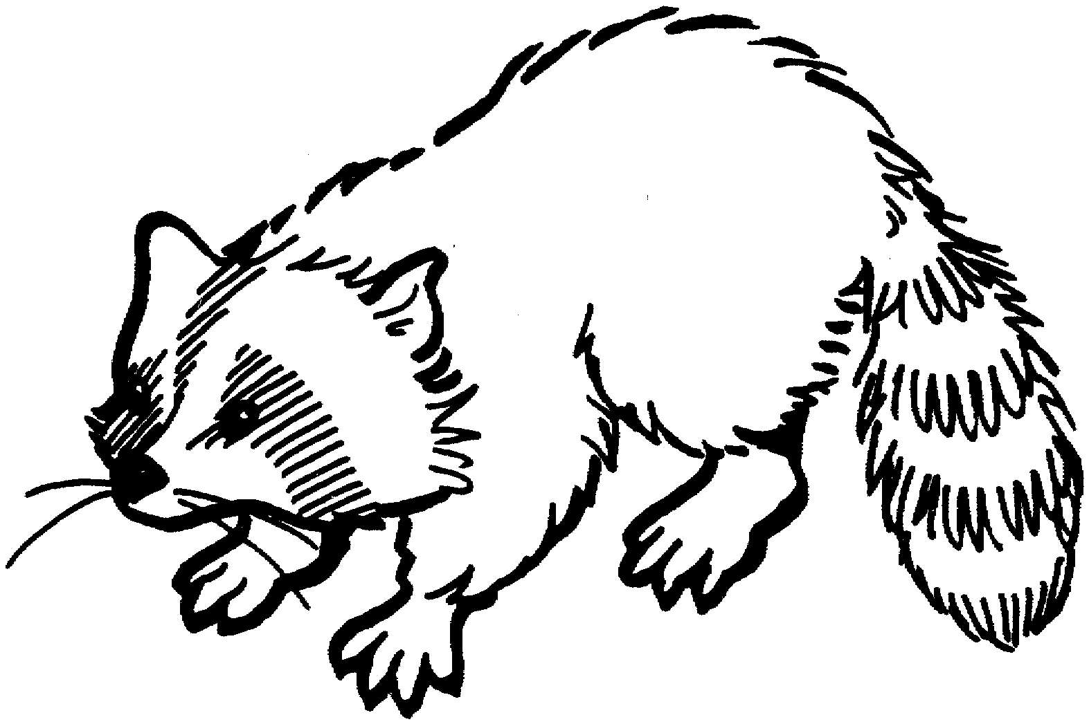 Free raccoon coloring pages