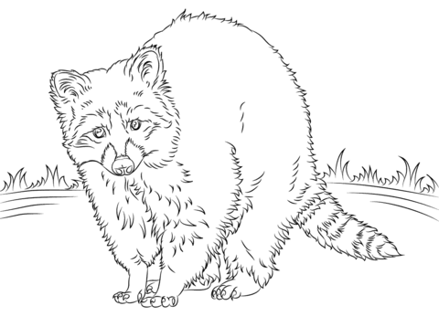 North american raccoon coloring page free printable coloring pages