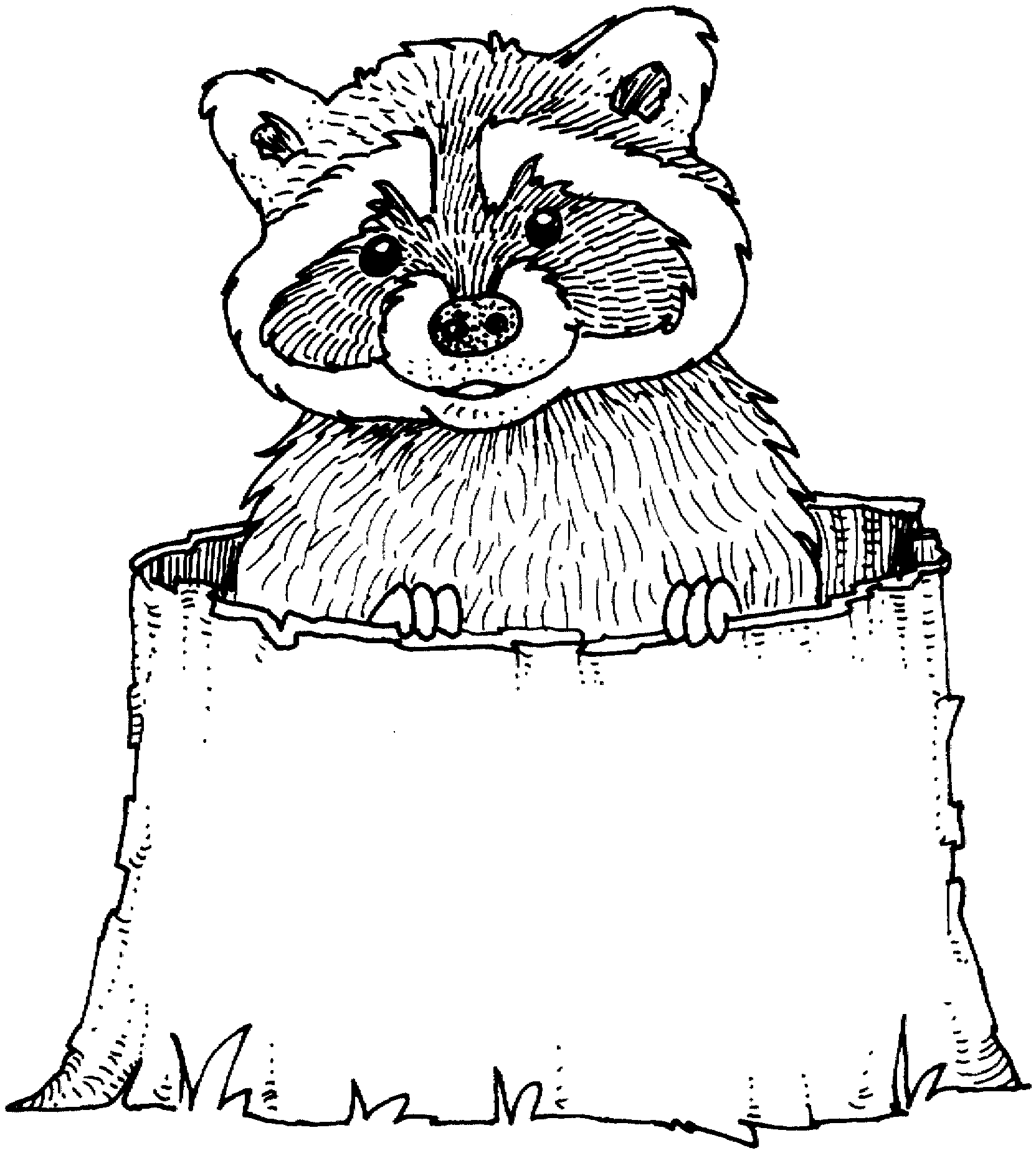 Free raccoon coloring pages