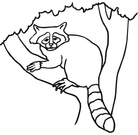 Raccoon on a tree coloring page free printable coloring pages