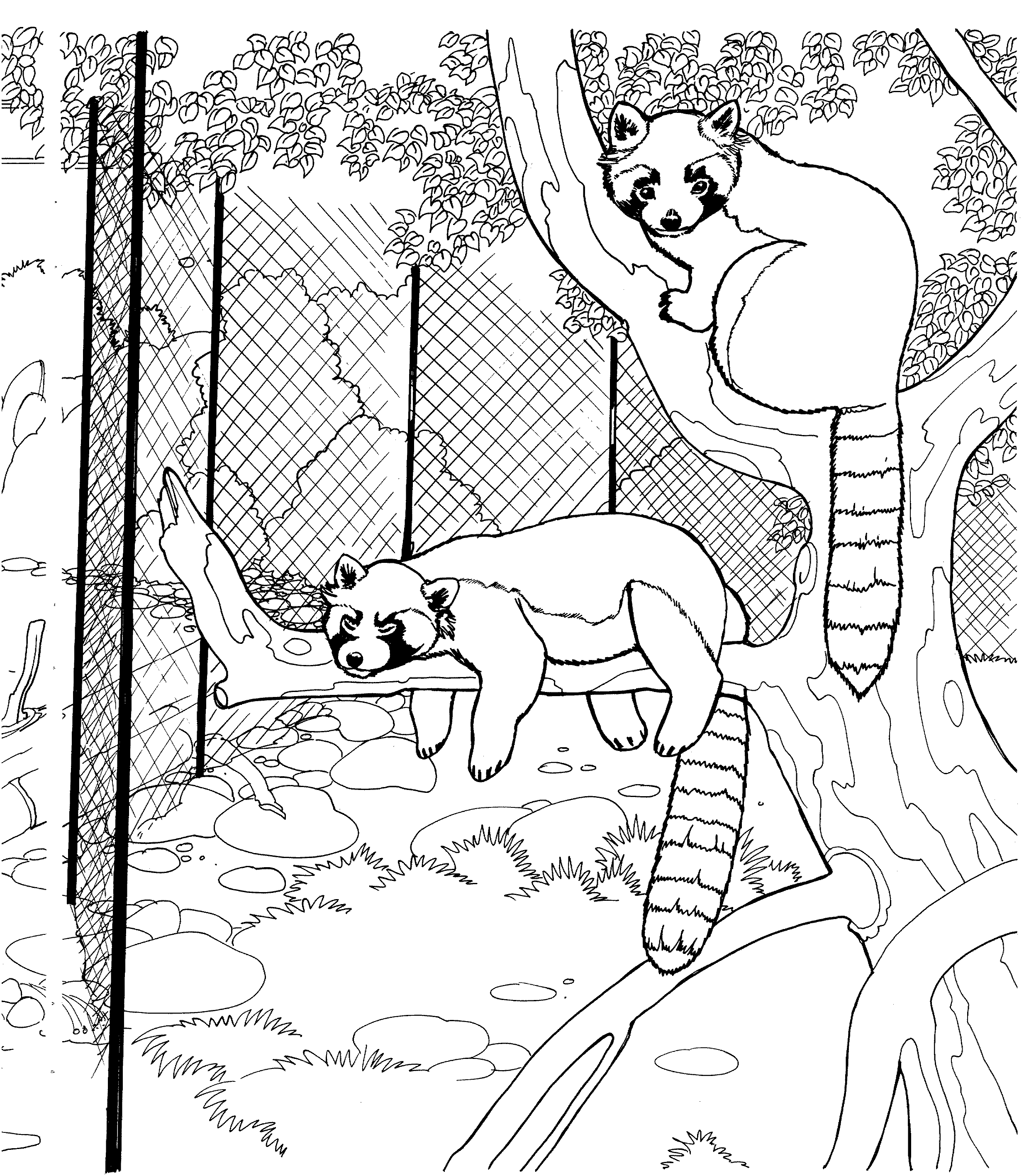 Free raccoon coloring pages