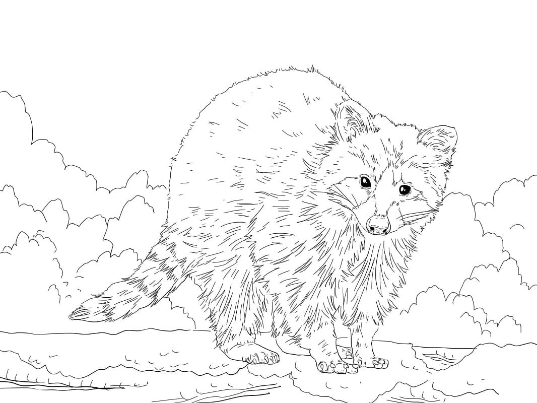 Raccoon in the tree coloring page