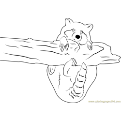 Raccoon coloring pages for kids printable free download