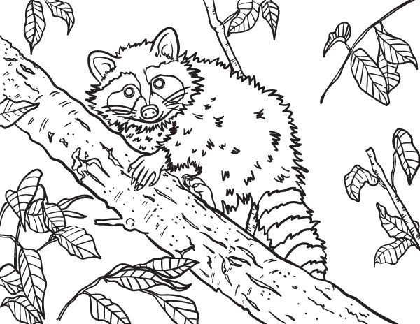 Free raccoon coloring page to download and print get it at httpsmuseprintablesdownloadcoloring